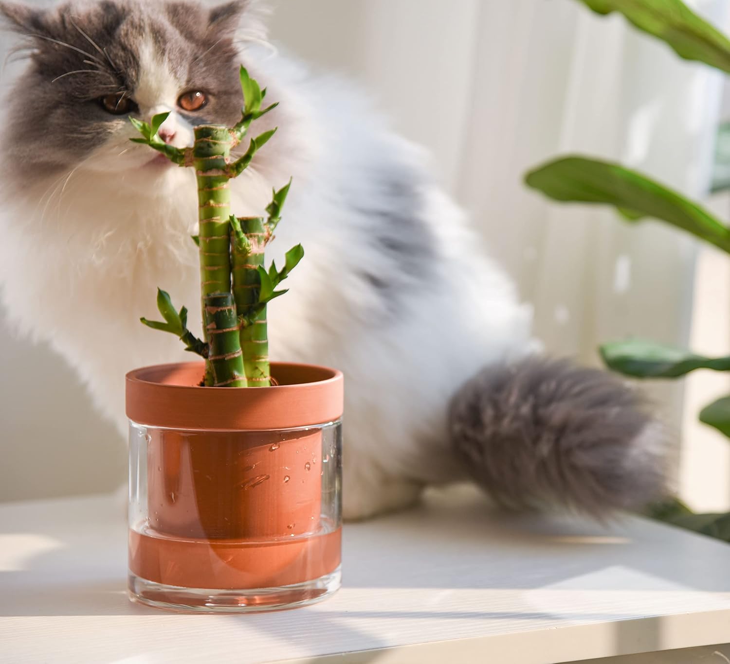 Terracotta Self-Watering Pot